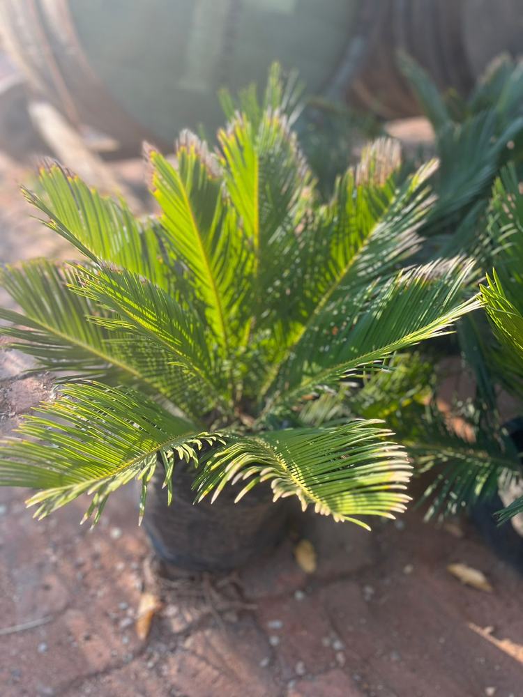 Potted palm plant