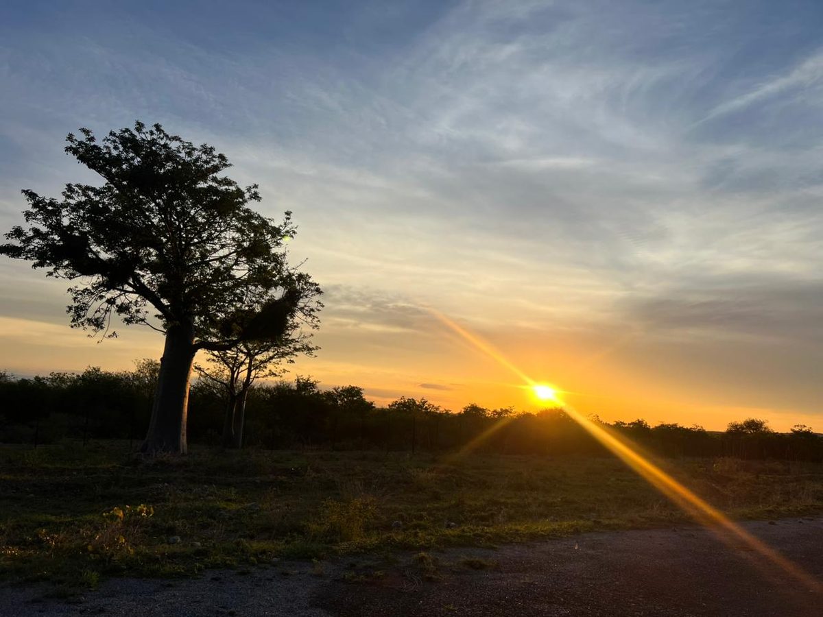 Beautiful African sunset with baobab tree on the farm